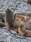 Colony on Bleaker Island. South American Sea Lion. South America, Falkland Islands. Art Print